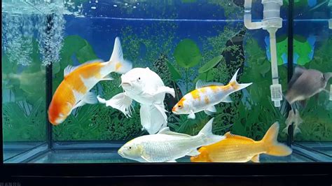 小鯉魚飼養|缸養錦鯉五大技巧：打造健康活潑的水族寵物